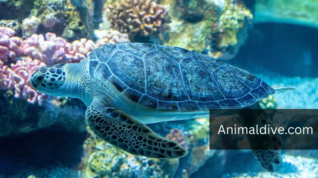 Green Sea Turtle With Flippers