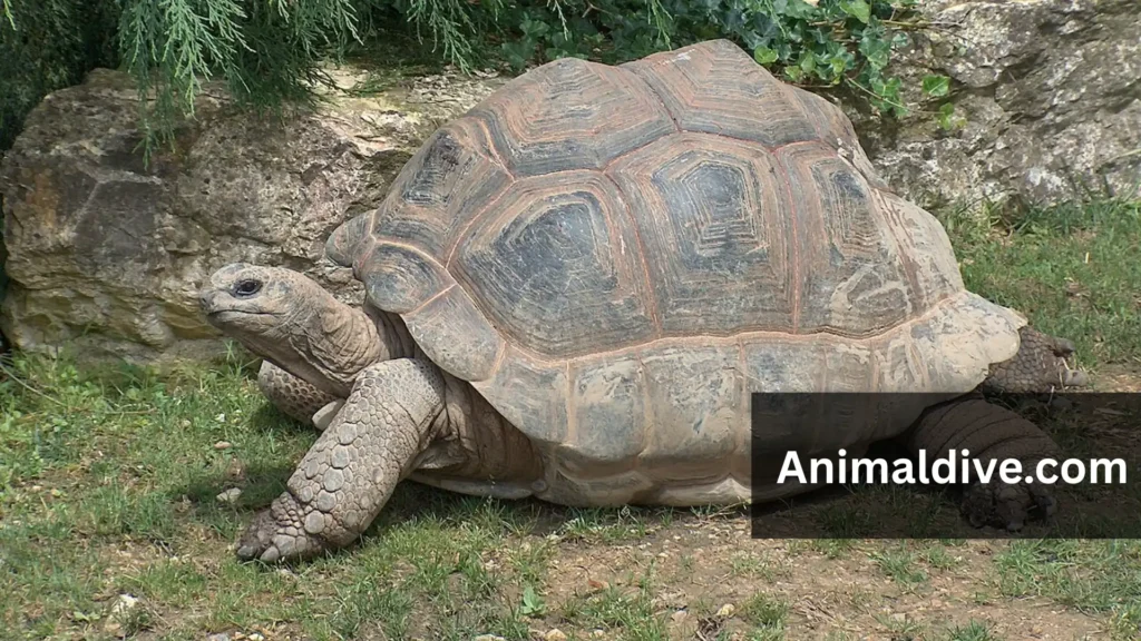 Harmless Animals