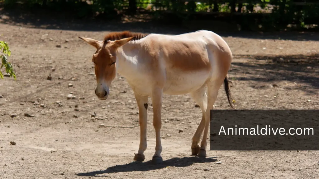 Horse Family Animals