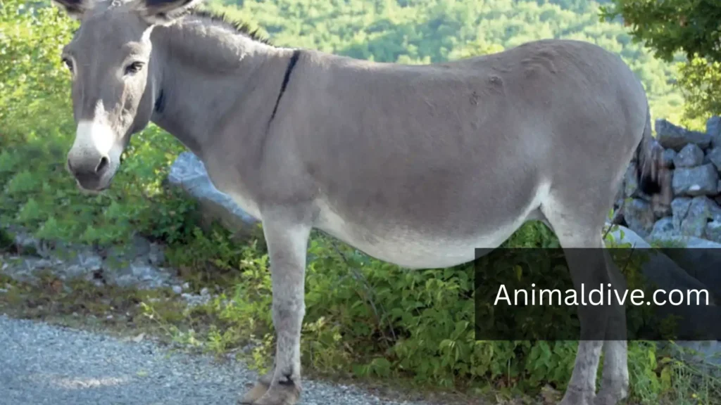 Horse Like Animals