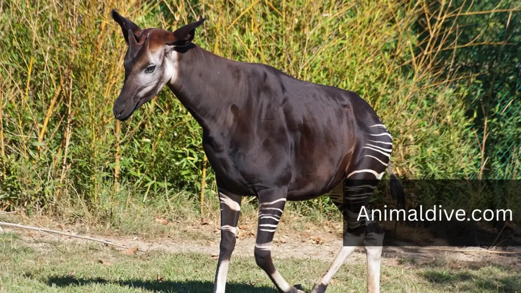 Horse Looking Animal