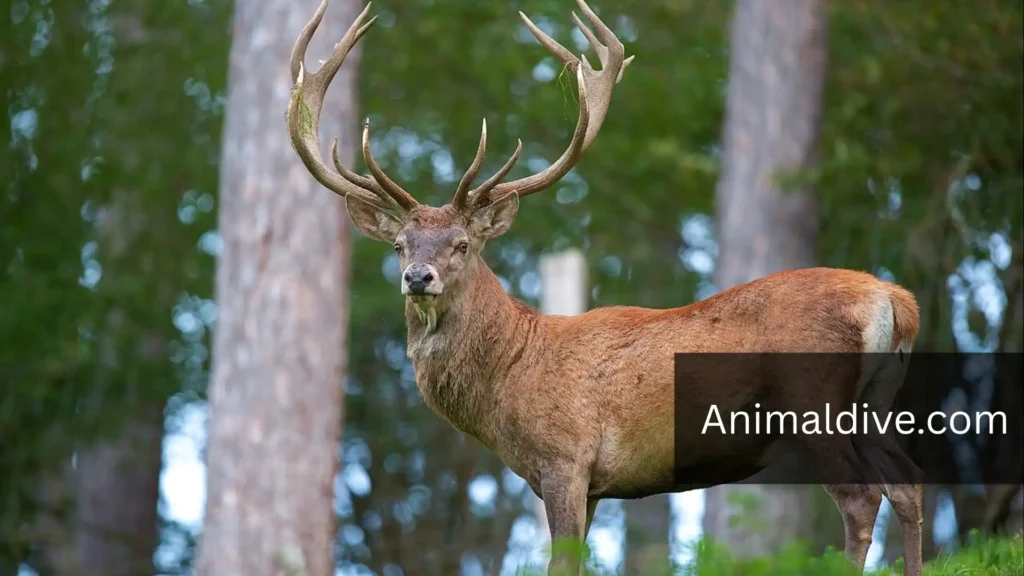 Horse Similar Animals