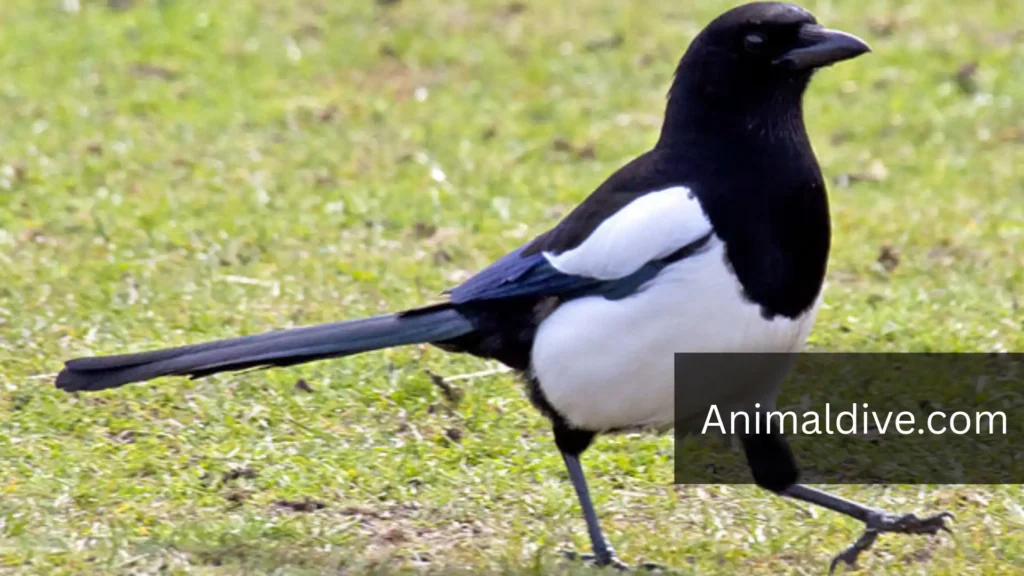 Intelligent Bird Known For Stealing