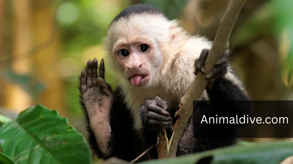 Intelligent Primate