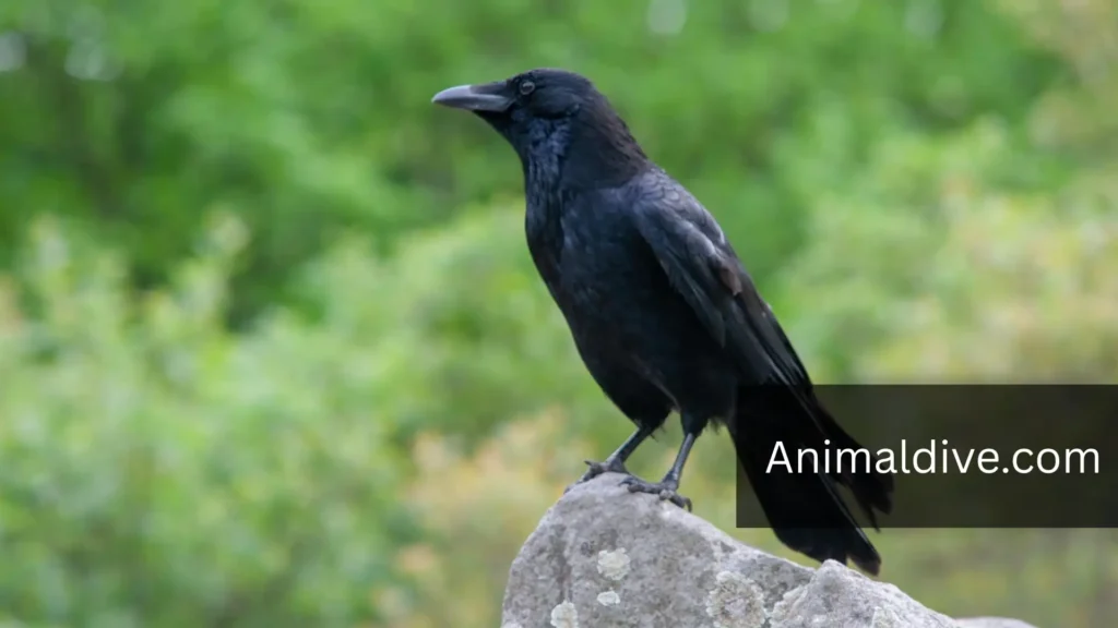 Intelligent Trickster Bird