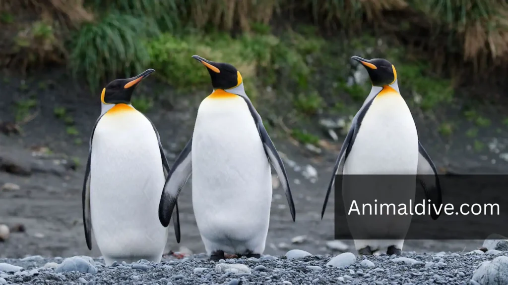 King Penguin With Flippers