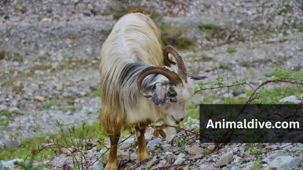 Large Docile Animals