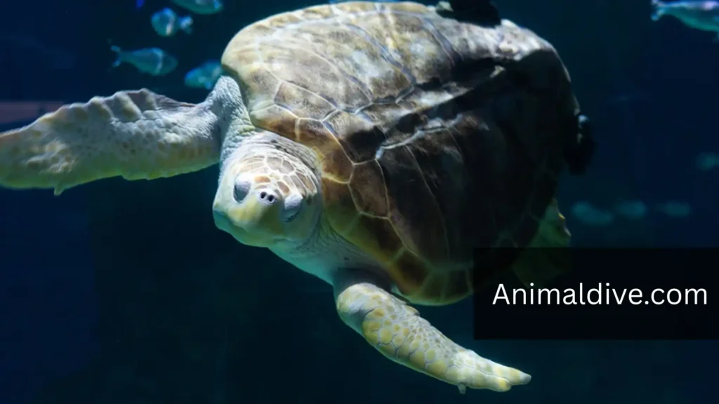 Loggerhead Sea Turtle with flippers