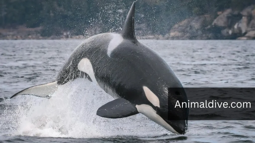 Mammals With Flippers