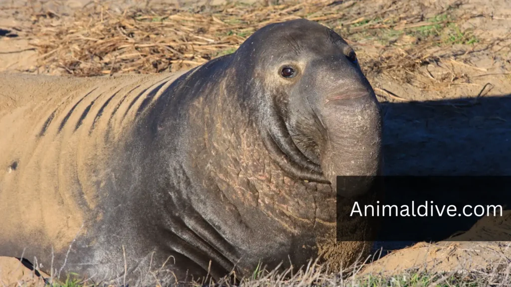 Marine Animals With Flippers