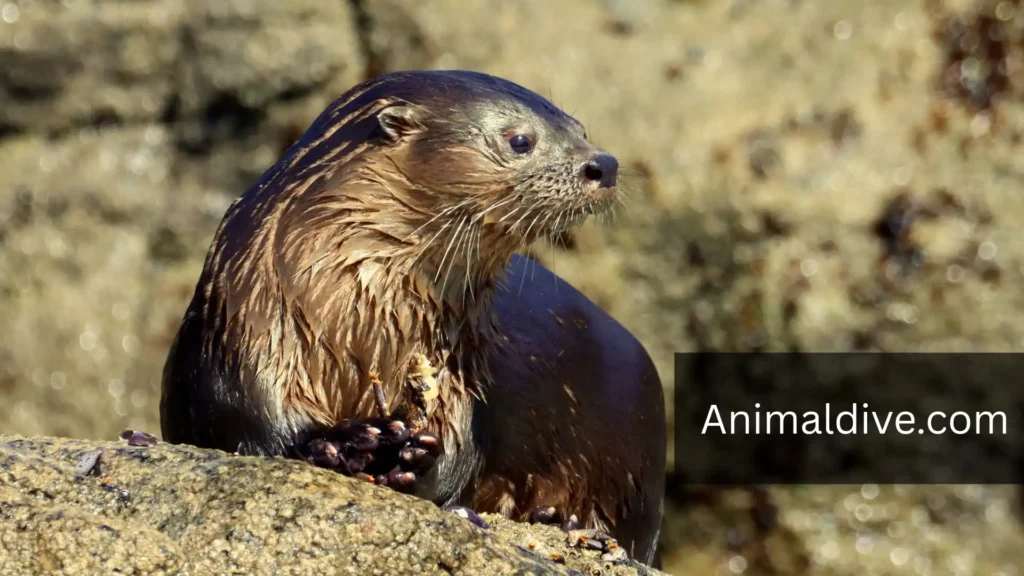Marine Otter With Flippers