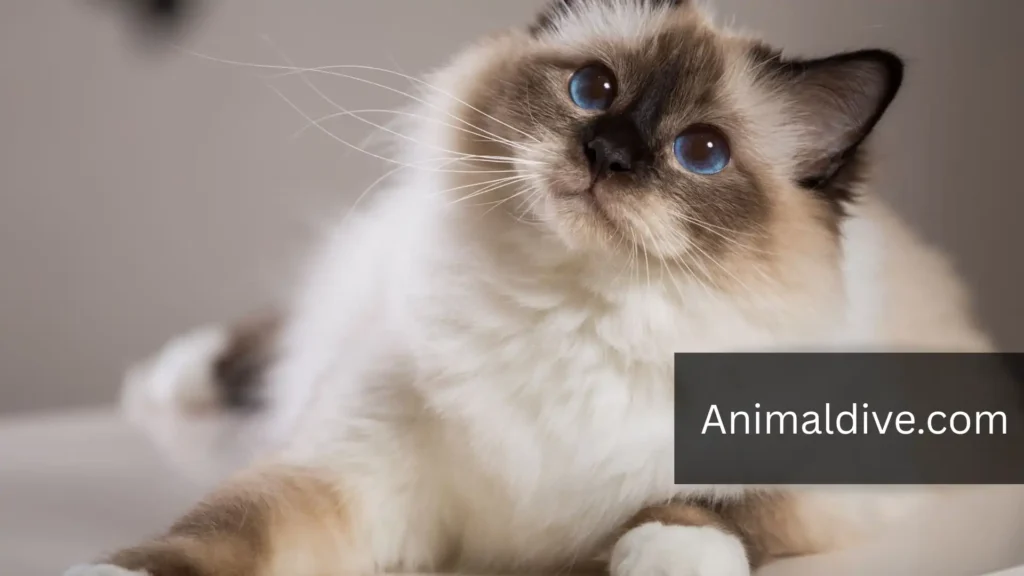 Mischievous Pet Animal