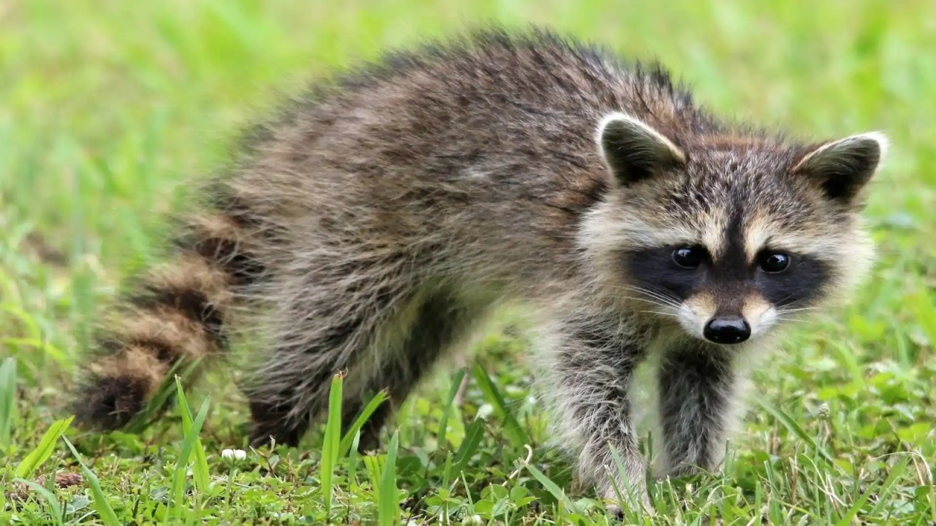 Mischievous animals in the world