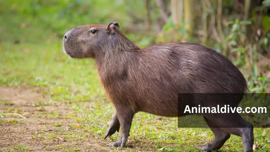 Most Docile Animals