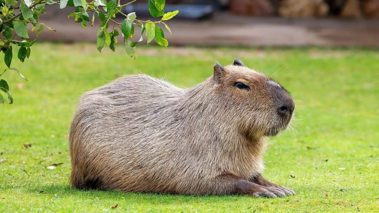 Most Docile Animals in the World