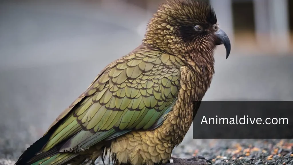 Most Mischievous Parrot