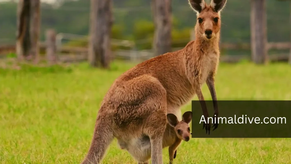 Most Shy Animals In The World