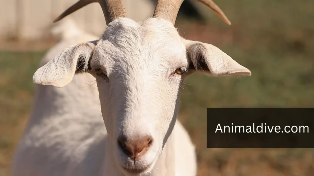 Naughty Farm Animal