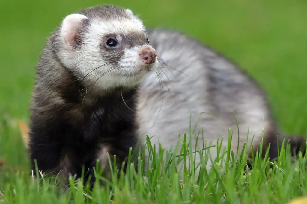 Naughty Small Mammal