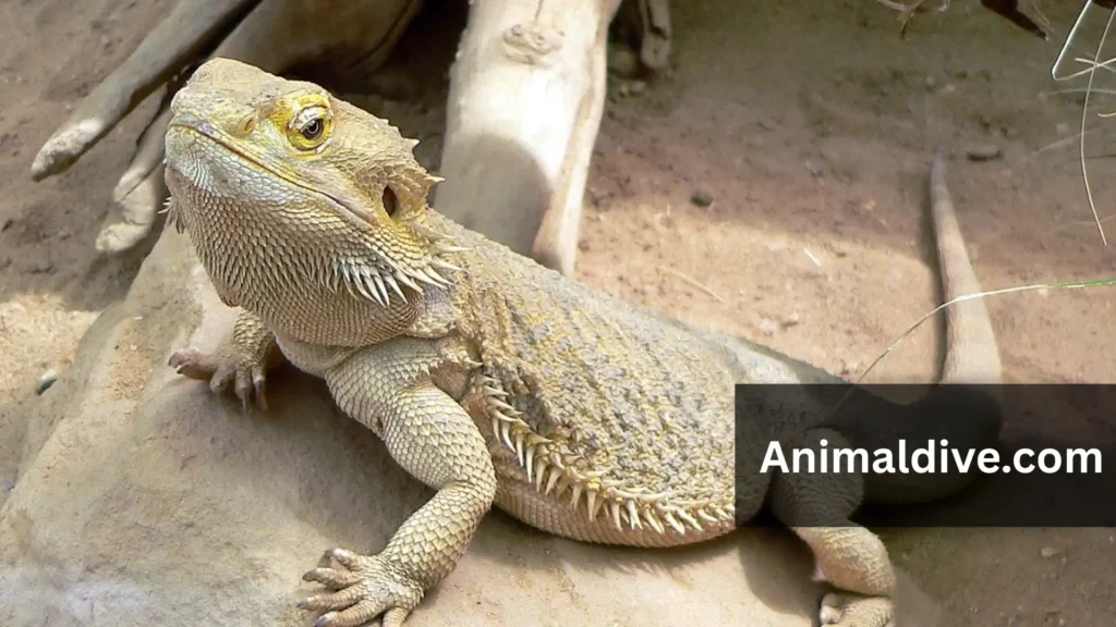 Non-Aggressive Animals