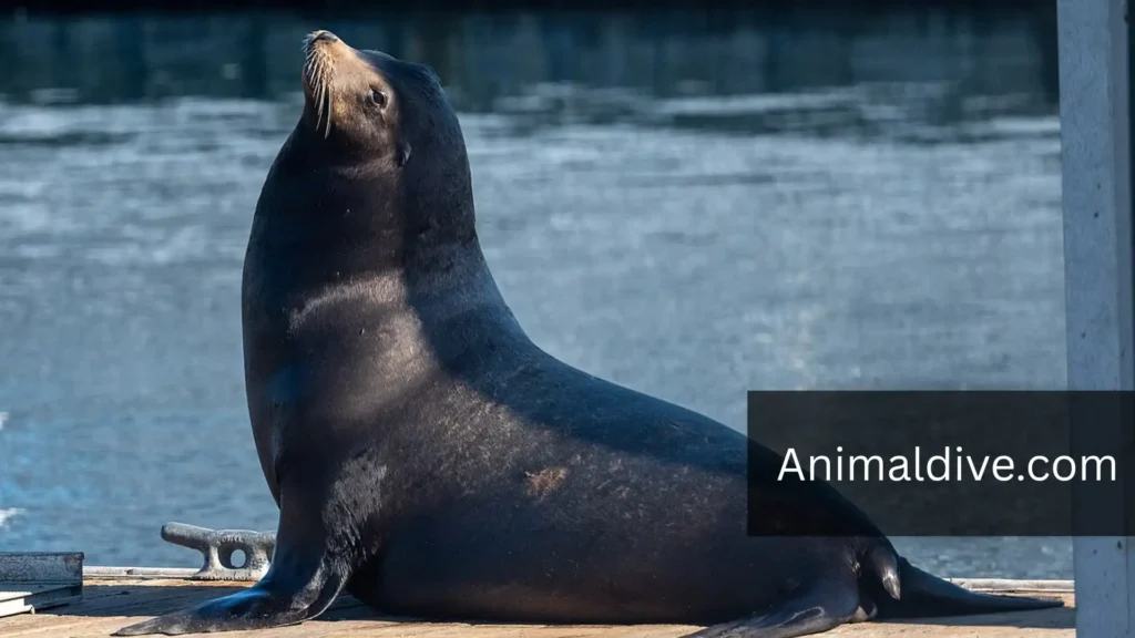 Ocean Animals With Flippers