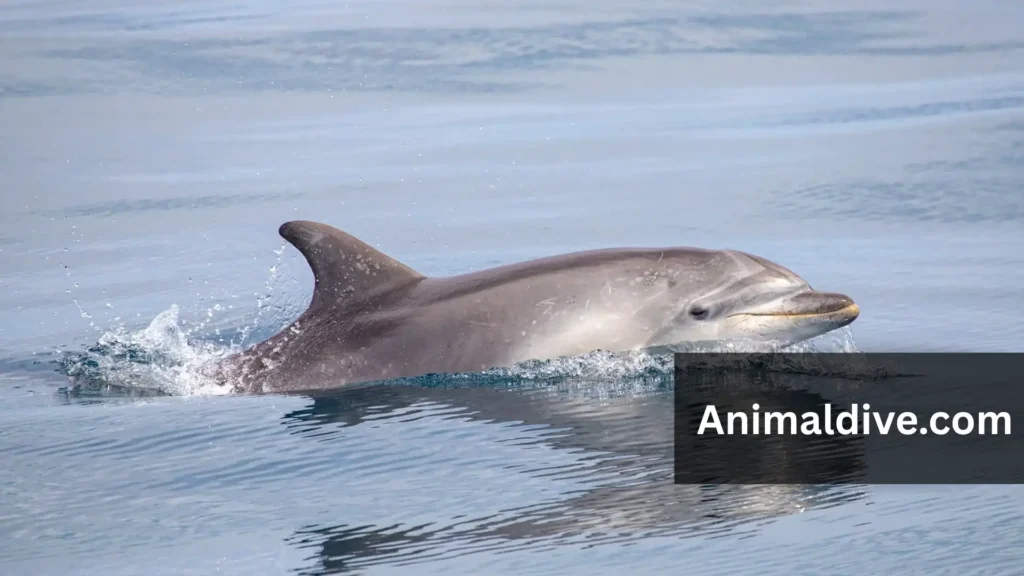 Peaceful Animals