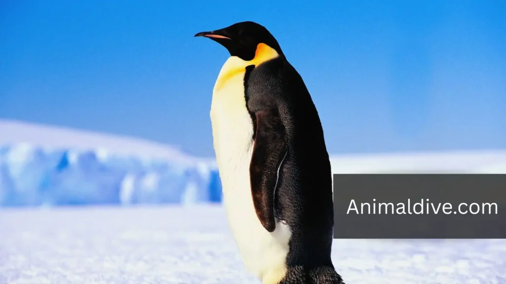 Penguins With Flippers