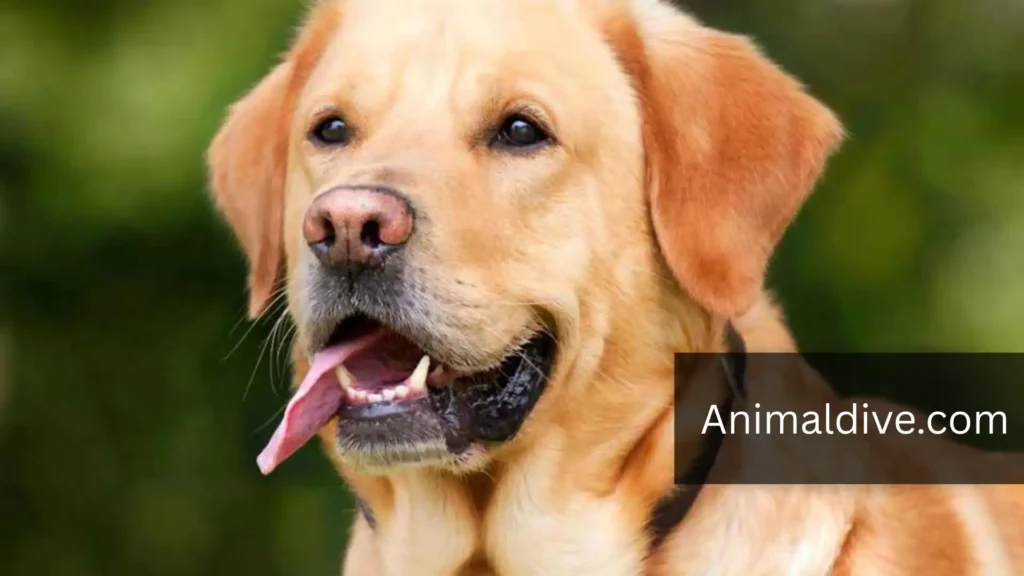 Playful Domestic Animal