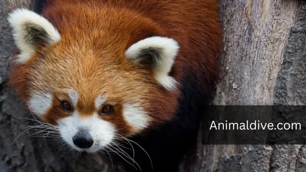 Playful Forest Animal