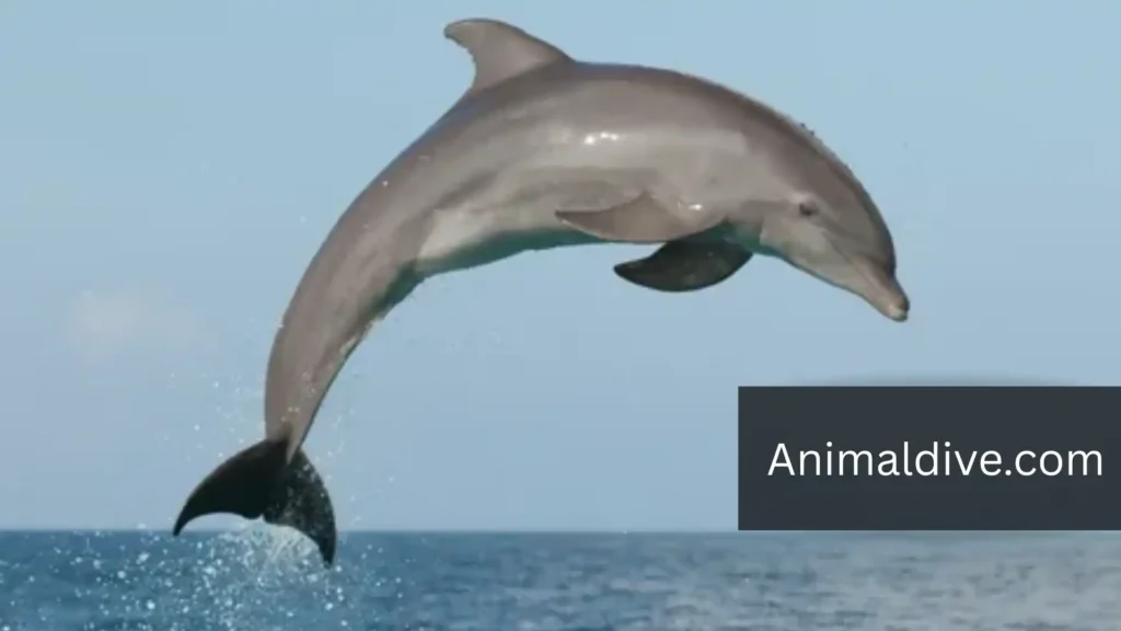 Playful Marine Mammal