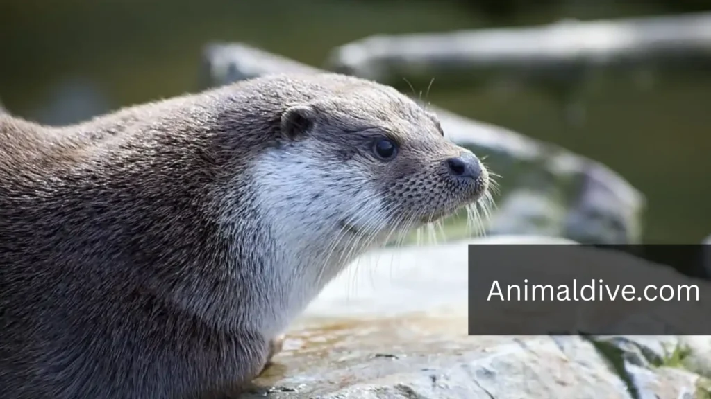 Playful River Animal