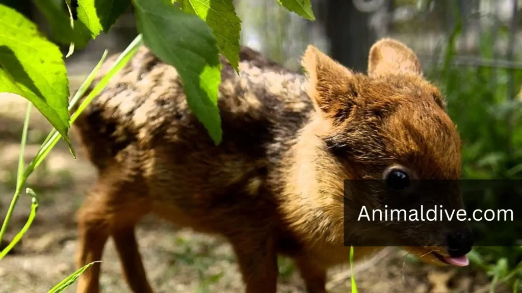 Quiet And Timid Animals