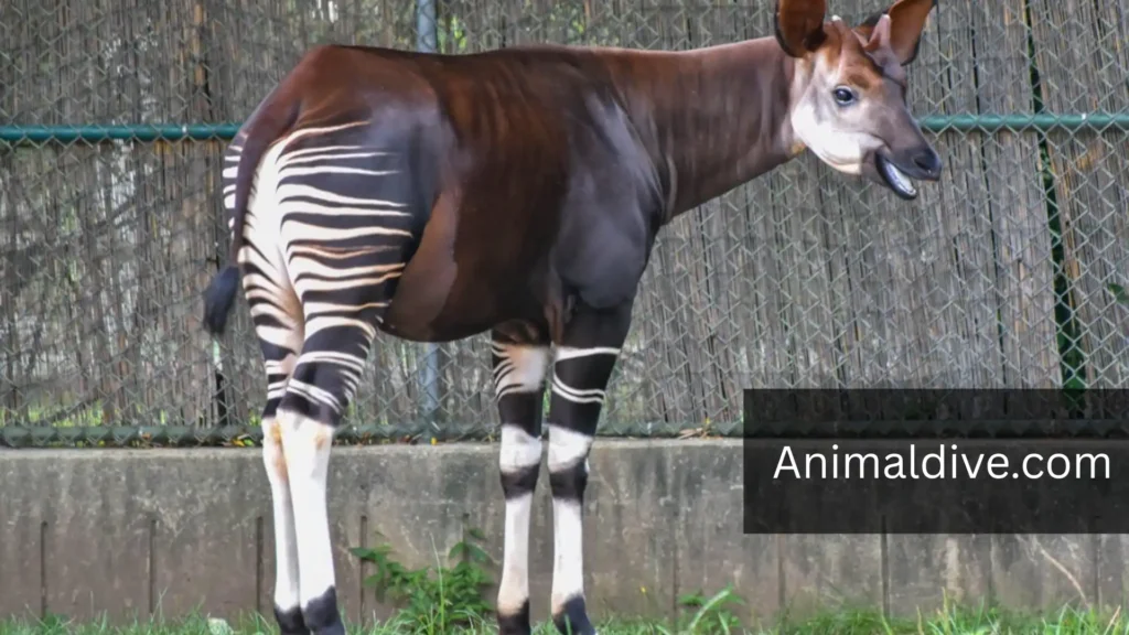 Quiet Animals
