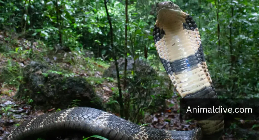 Rainforest Predators