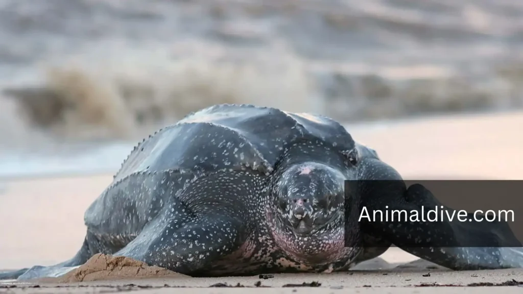 Sea Turtles With Flippers
