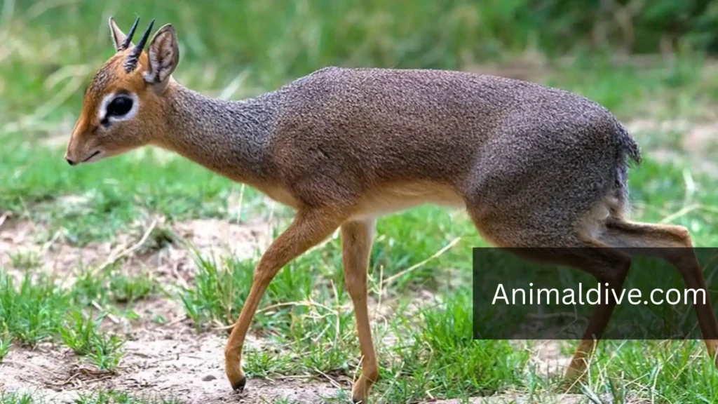 Secretive Animals