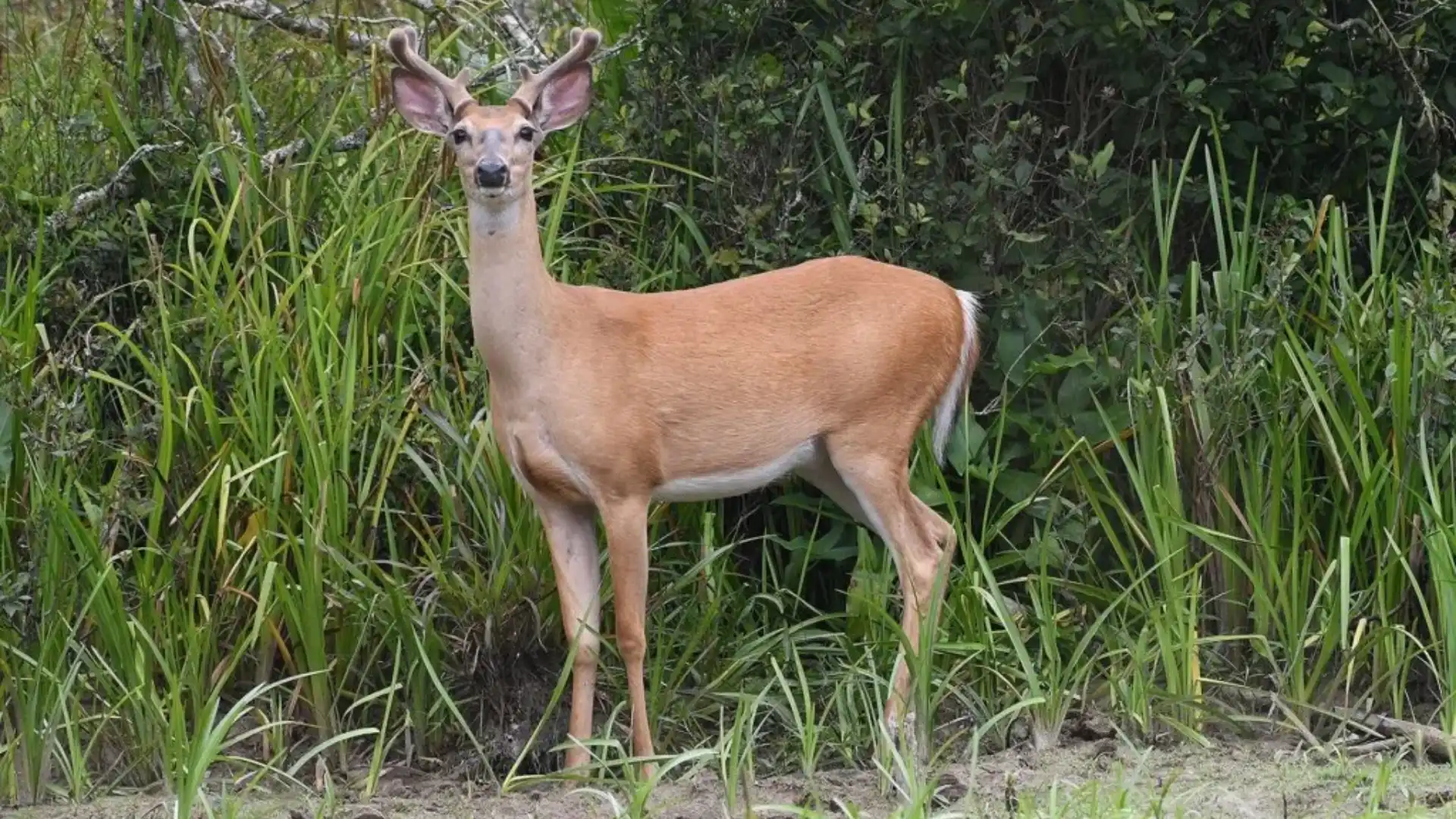 Shy Animals In The World