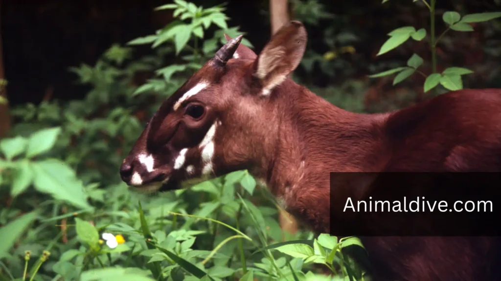 Shyest Animal In The World