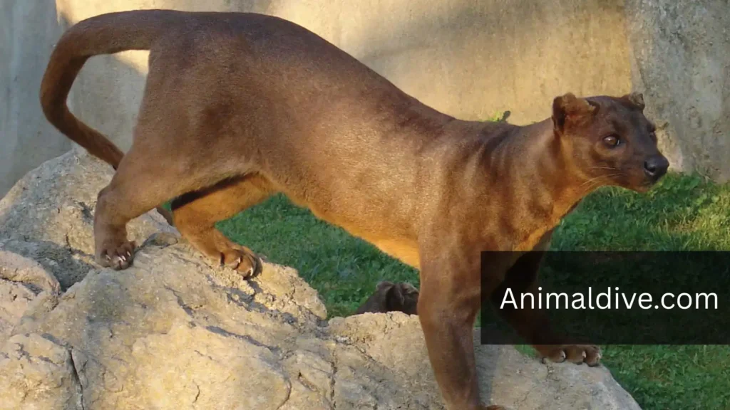 Shyest Animals