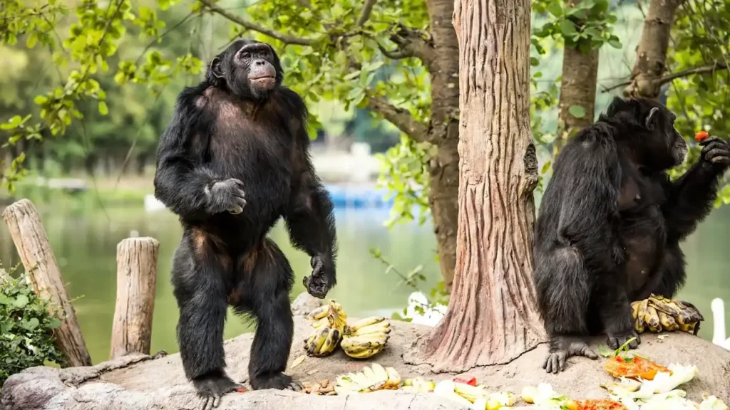 Smart Ape With Playful Nature