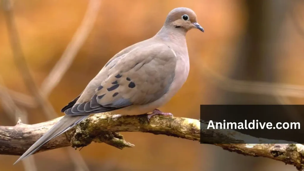 Social Animals