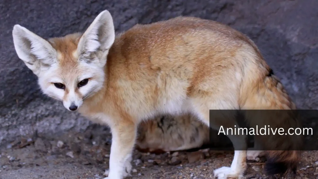 Solitary Animals