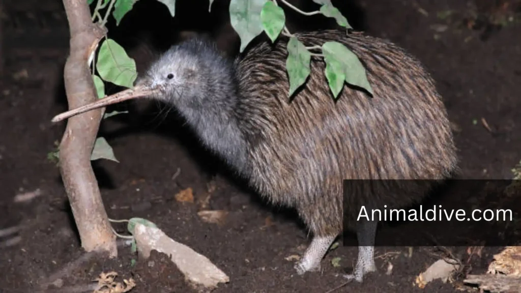 Timid Animals