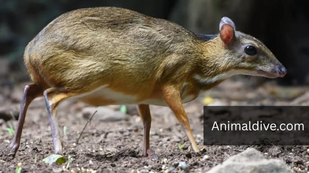 Timid Wild Animals