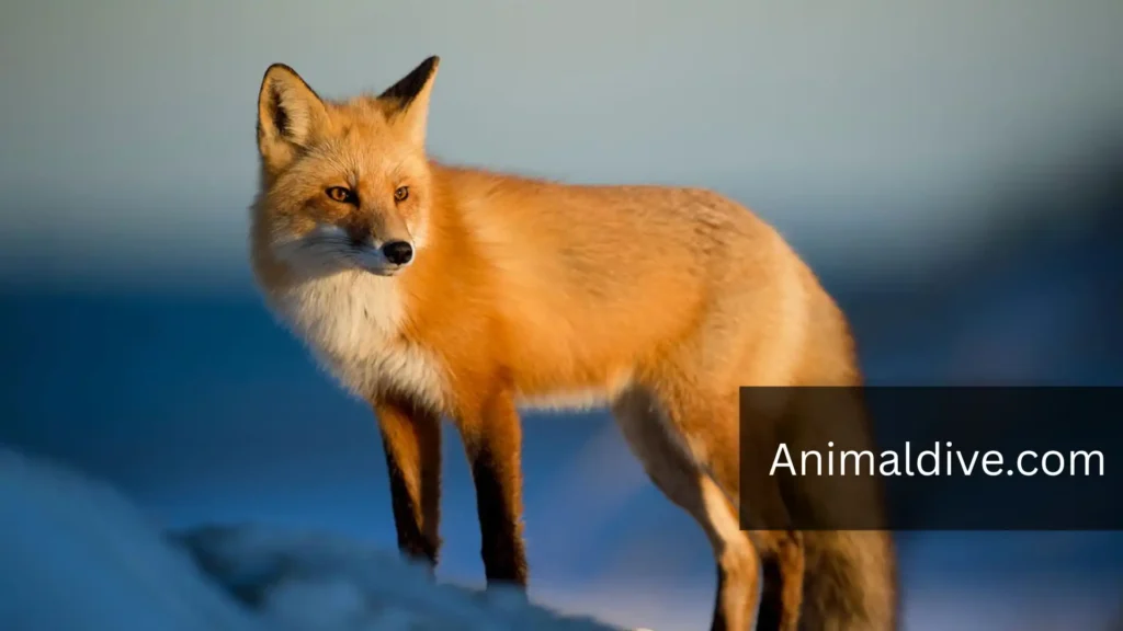 Tricky Wild Animal