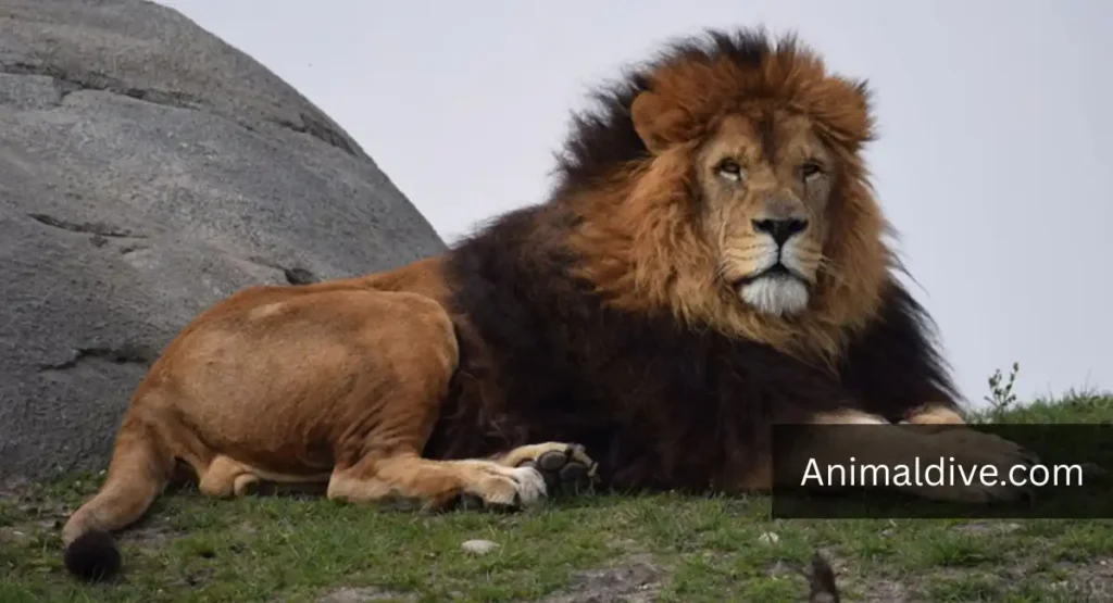 What Animal Eats Monkeys
