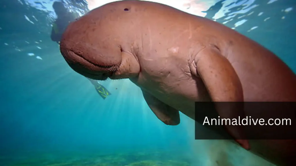 What Animal Has Flippers