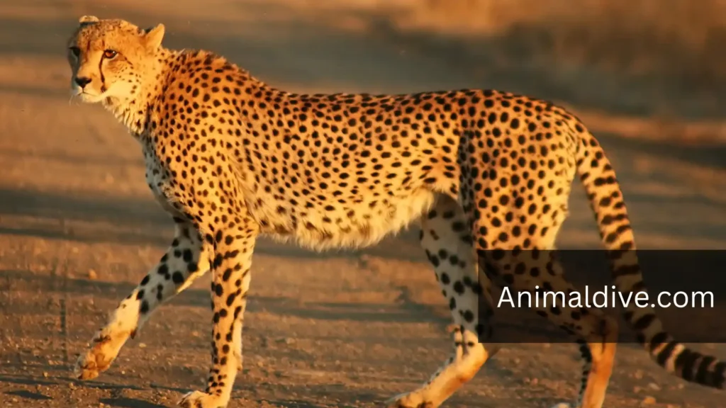 What Animal Is Shy