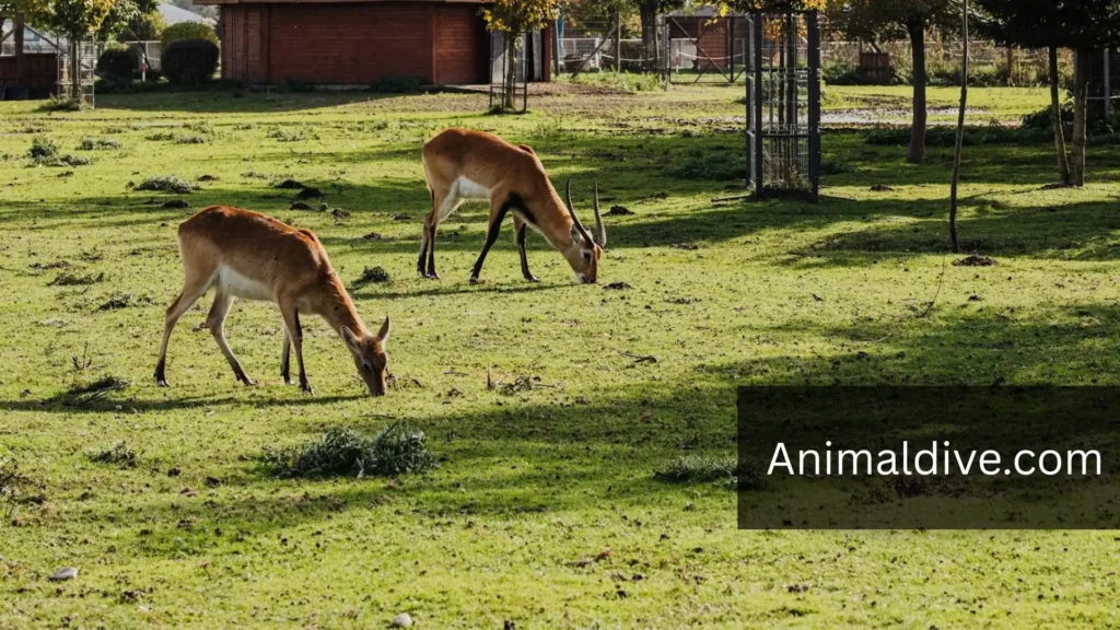 What Animals Are Shy