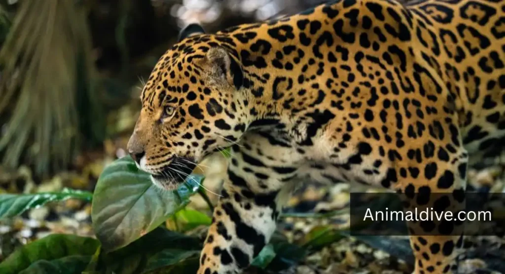 What Animals Eat Monkeys
